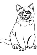 Cat Coloring Pages For Kids